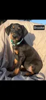 Brooke WEEKEND SPECIAL $250 OFF!, a female Doberman Pinscher for sale in Albany, OH – 1 of 9