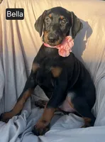 Bella, a female Doberman Pinscher for sale in Albany, OH – 6 of 7