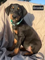 Brooke, a female Doberman Pinscher for sale in Albany, OH – 3 of 4