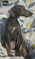 WEEKEND SPECIAL $300 OFF! "Sky" BLUE Doberman Pinscher Female Puppy, a female Doberman Pinscher for sale in Albany, OH – 2 of 10