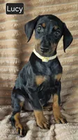 Lucy, a female Doberman Pinscher for sale in Albany, OH – 4 of 6