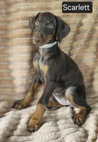 Scarlett , a female Doberman Pinscher for sale in Albany, OH – 5 of 6