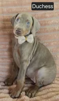 Duchess, a female Doberman Pinscher for sale in Albany, OH – 3 of 5