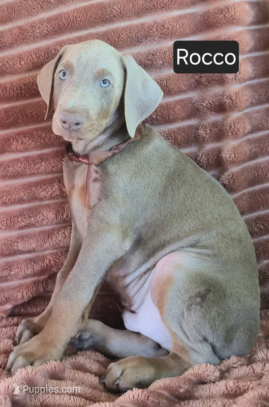 Rocco – Doberman Pinscher puppy for sale in Albany, OH