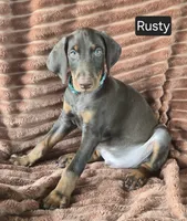 Rusty, a male Doberman Pinscher for sale in Albany, OH – 7 of 7