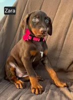 Zara, a female Doberman Pinscher for sale in Albany, OH – 2 of 5