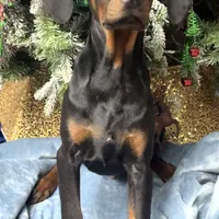 Bambi, a male Doberman Pinscher for sale in Albany, OH – Photo 6 of 6
