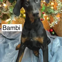 Bambi, a male Doberman Pinscher for sale in Albany, OH – Photo 5 of 6