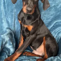 Bambi, a male Doberman Pinscher for sale in Albany, OH – Photo 3 of 6