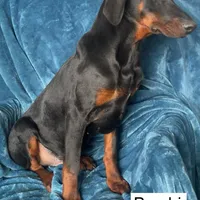 Bambi, a male Doberman Pinscher for sale in Albany, OH – Photo 2 of 6