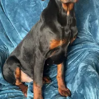 Bambi, a male Doberman Pinscher for sale in Albany, OH – Photo 4 of 6