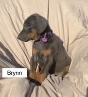 Brynn, a female Doberman Pinscher for sale in Albany, OH – 2 of 5