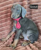 Scout, a male Doberman Pinscher for sale in Albany, OH – 4 of 4