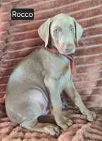 Rocco, a male Doberman Pinscher for sale in Albany, OH – 4 of 4