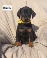 Briella, a female Doberman Pinscher for sale in Albany, OH – 3 of 7