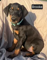 Brooke, a female Doberman Pinscher for sale in Albany, OH – 2 of 4