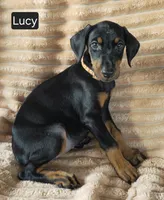 Lucy, a female Doberman Pinscher for sale in Albany, OH – 3 of 6