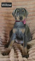 Willow, a female Doberman Pinscher for sale in Albany, OH – 3 of 5