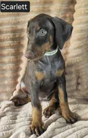 Scarlett , a female Doberman Pinscher for sale in Albany, OH – 2 of 6