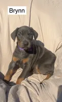 Brynn, a female Doberman Pinscher for sale in Albany, OH – 5 of 5