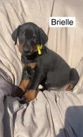 Briella, a female Doberman Pinscher for sale in Albany, OH – 7 of 7