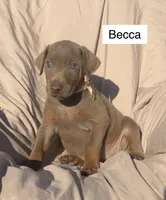 Becca, a female Doberman Pinscher for sale in Albany, OH – 4 of 4