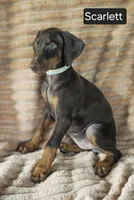 Scarlett , a female Doberman Pinscher for sale in Albany, OH – 3 of 6