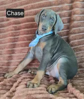 Chase, a male Doberman Pinscher for sale in Albany, OH – 4 of 4