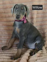 Willow, a female Doberman Pinscher for sale in Albany, OH – 4 of 5