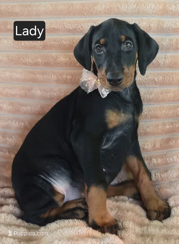 Lady – Doberman Pinscher puppy for sale in Albany, OH