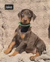 Jake, a male Doberman Pinscher for sale in Albany, OH – Photo 3 of 6