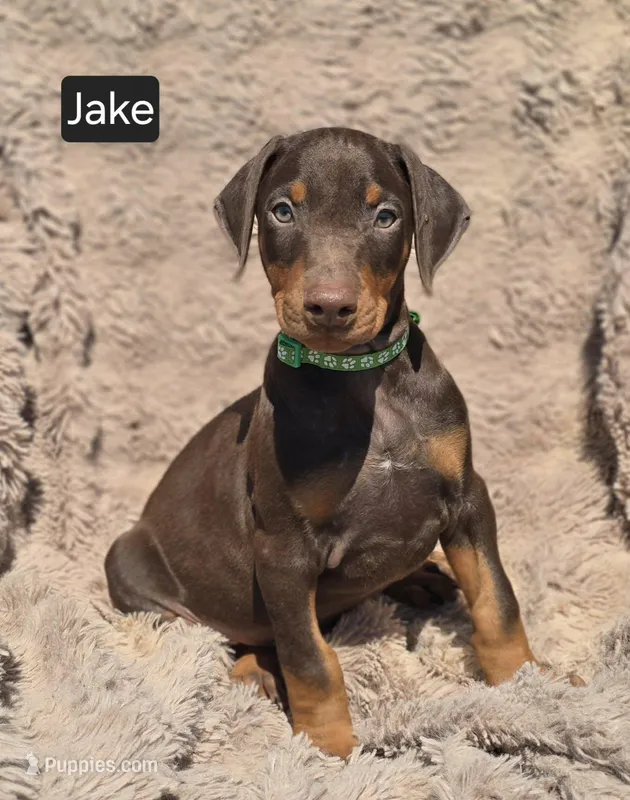Jake, a male Doberman Pinscher for sale in Albany, OH – Photo 1 of 6