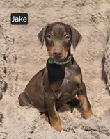 Jake, a male Doberman Pinscher for sale in Albany, OH – Photo 1 of 6