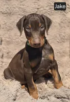 Jake, a male Doberman Pinscher for sale in Albany, OH – Photo 2 of 6