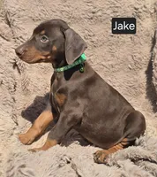 Jake, a male Doberman Pinscher for sale in Albany, OH – Photo 4 of 6