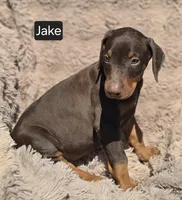Jake, a male Doberman Pinscher for sale in Albany, OH – Photo 5 of 6