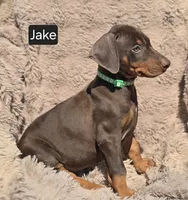 Jake, a male Doberman Pinscher for sale in Albany, OH – Photo 6 of 6
