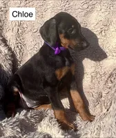 Chloe, a female Doberman Pinscher for sale in Albany, OH – 3 of 4