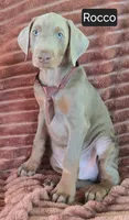 Rocco, a male Doberman Pinscher for sale in Albany, OH – 2 of 4