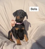 Bella, a female Doberman Pinscher for sale in Albany, OH – 2 of 6