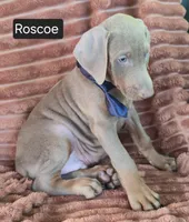 Roscoe, a male Doberman Pinscher for sale in Albany, OH – 4 of 6