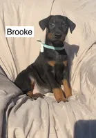 Brooke, a female Doberman Pinscher for sale in Albany, OH – 7 of 7