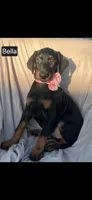 Bella WEEKEND SPECIAL $250 OFF!, a female Doberman Pinscher for sale in Albany, OH – 5 of 10