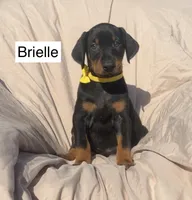 Briella, a female Doberman Pinscher for sale in Albany, OH – 4 of 7