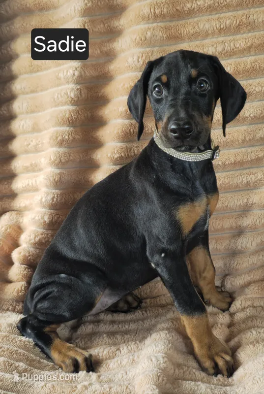 Sadie – Doberman Pinscher puppy for sale in Albany, OH