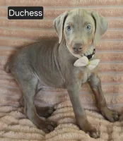 Duchess, a female Doberman Pinscher for sale in Albany, OH – 2 of 5