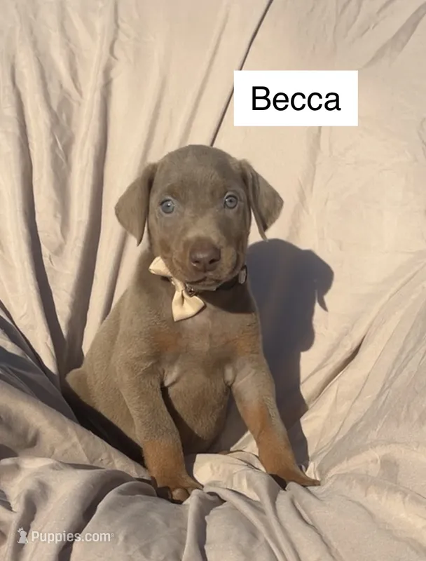 Becca, a female Doberman Pinscher for sale in Albany, OH – 1 of 4