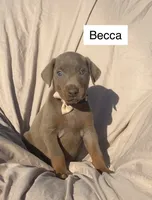 Becca, a female Doberman Pinscher for sale in Albany, OH – 1 of 4