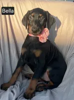 Bella, a female Doberman Pinscher for sale in Albany, OH – 2 of 7