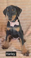 Harley, a female Doberman Pinscher for sale in Albany, OH – 6 of 6